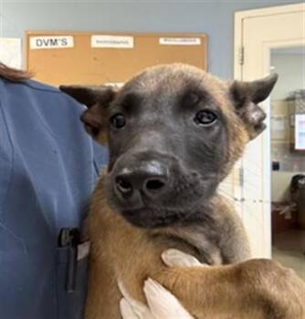 JACKSON -  Belgian Shepherd Malinois and Mixed Breed Dog for Adoption in Riverside, California - JACKSON | PetCurious