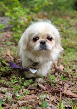 Faith -  Pekingese Dog for Adoption in Auburn, Georgia - Faith | PetCurious
