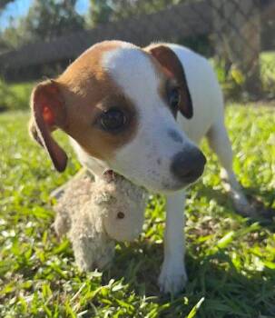 Kathy -  Mixed Breed Dog for Adoption in Tarrytown, Georgia - Kathy | PetCurious