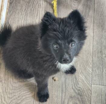 Smokey 302 -  Pomeranian Dog for Adoption in Twin Lakes, Wisconsin - Smokey 302 | PetCurious