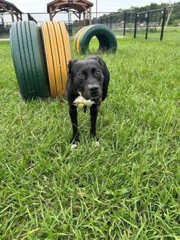 SCOOTER -  Labrador Retriever and Mixed Breed Dog for Adoption in Winter Haven, Florida - SCOOTER | PetCurious