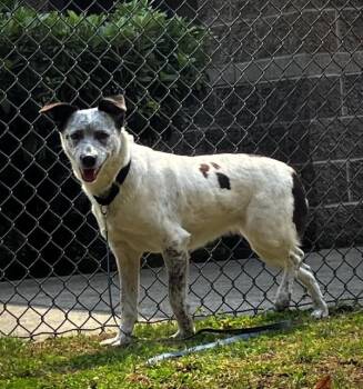 Rhenium -  Australian Cattle Dog Blue Heeler and Mixed Breed Dog for Adoption in Vancouver, Washington - Rhenium | PetCurious