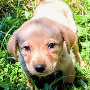 Cedar Evergreen -  Labrador Retriever Dog for Adoption in Andover, Massachusetts - Cedar Evergreen | PetCurious