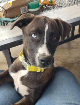 Rescue Husky and Shepherd Dogs for Adoption in Fullerton, California - Jyjee "Gigi" | PetCurious