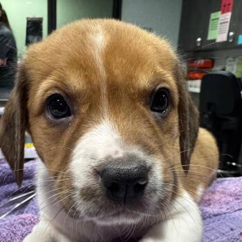 Mixed Breed Dogs Available for Adoption - Addy | PetCurious