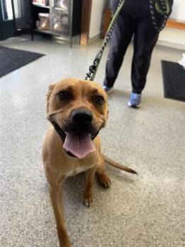 NALA -  Pit Bull Terrier Dog for Adoption in Fremont, California - NALA | PetCurious