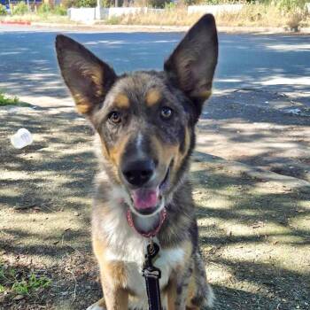 Catahoula Leopard Dog and Mixed Breed Dogs Available for Adoption in Richmond, California - LUFFY | PetCurious