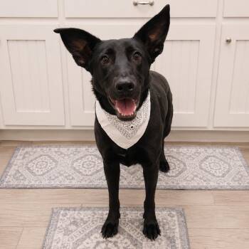 Adonis -  German Shepherd Dog and Labrador Retriever Dog for Adoption in Oak Point, Texas - Adonis | PetCurious
