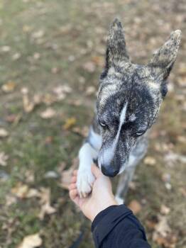 Boxer and Siberian Husky Dogs Available for Adoption - Dasher | PetCurious