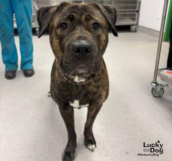 Beauty -  Mastiff Dog for Adoption in Washington, District Of Columbia - Beauty | PetCurious