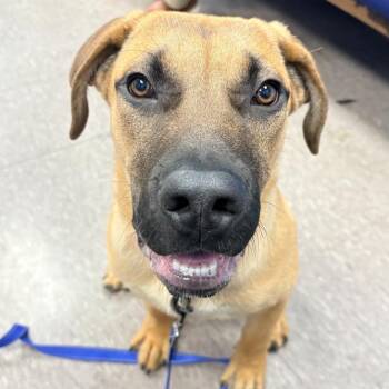 Mastiff Dogs Available for Adoption in Ottawa Hills, Ohio - Osiris | PetCurious