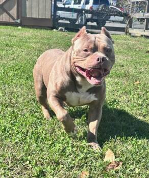Ajax -  American Bully Dog for Adoption in Clayton, New Jersey - Ajax | PetCurious