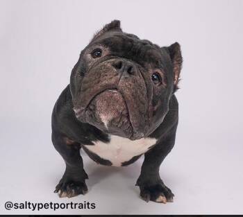 Rescue French Bulldog and English Bulldog Dogs for Adoption in Eugene, Oregon - Raisin - Local Only Adoption | PetCurious