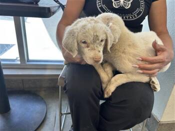 BRANCH -  Labrador Retriever Dog for Adoption in San Antonio, Texas - BRANCH | PetCurious