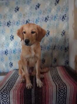 Buttercup -  Golden Retriever Dog for Adoption in Mena, Arkansas - Buttercup | PetCurious