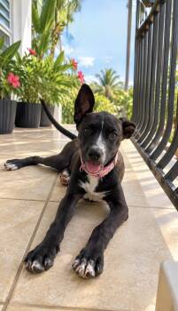 Coa - girl puppy, NO adoption fee, fully vaccinated -  Labrador Retriever and Pointer Dog for Adoption in Isabela, Isabela - Coa - Girl Puppy, NO Adoption Fee, Fully Vaccinated | PetCurious