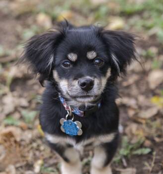Rescue Papillon Dogs for Adoption in Manhattan, Kansas - Cooper | PetCurious