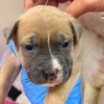 Raisinet -  Labrador Retriever and Mixed Breed Dog for Adoption in North Charleston, South Carolina - Raisinet | PetCurious