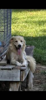 Jamie -  Golden Retriever Dog for Adoption in Dittmer, Missouri - Jamie | PetCurious