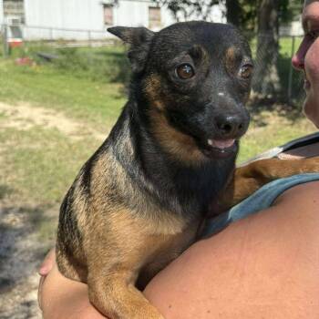 Rescue Chihuahua and Dachshund Dogs for Adoption in Spring, Texas - Buddy | PetCurious