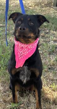 Rescue Rottweiler Dogs for Adoption in Woodland, California - Mystique | PetCurious