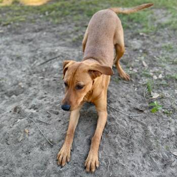 Ray -  Mixed Breed Dog for Adoption in Milton, Florida - Ray | PetCurious