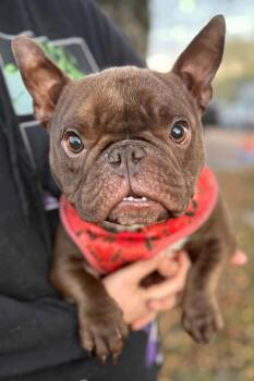 Rescue Bulldog Dogs for Adoption in Burlington, Washington - Wheezy | PetCurious