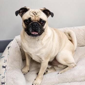 Clark Kent -  Pug Dog for Adoption in Cedar Park, Texas - Clark Kent | PetCurious