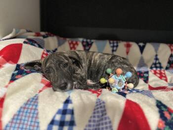 Rescue Hound Dogs for Adoption in Brenham, Texas - Maxwell | PetCurious