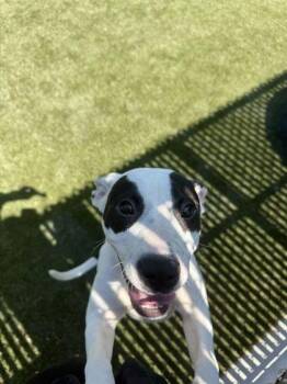 Xena -  Mixed Breed Dog for Adoption in Lafayette, Indiana - Xena | PetCurious