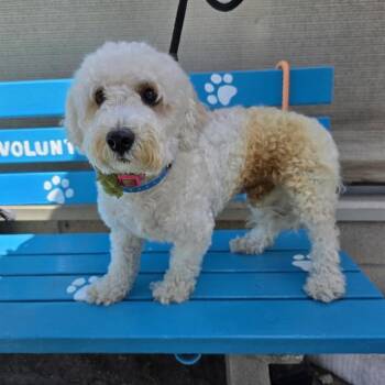 SNOOPY -  Poodle Dog for Adoption in Long Beach, California - SNOOPY | PetCurious