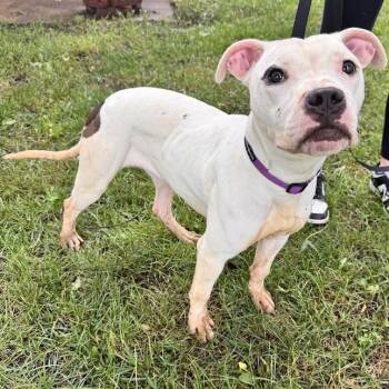 Crystal -  Pit Bull Terrier Dog for Adoption in Waterloo, Iowa - Crystal | PetCurious