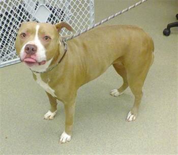 Boxer and Mixed Breed Dogs Available for Adoption - HEIRESS | PetCurious