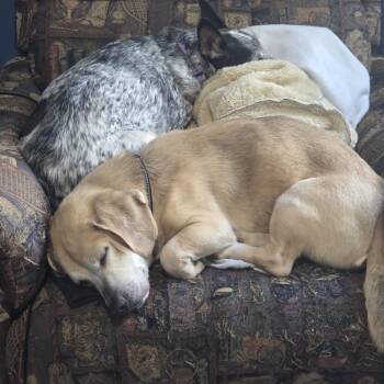 Beagle Dogs Available for Adoption - O