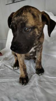 German Shepherd Dog and Labrador Retriever Dogs Available for Adoption - Nova  | PetCurious