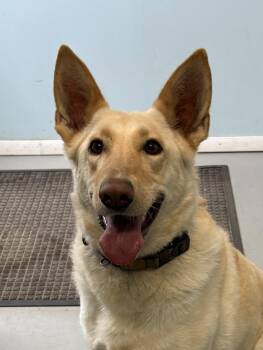Aurora -  Shepherd Dog for Adoption in Big Rapids, Michigan - Aurora | PetCurious