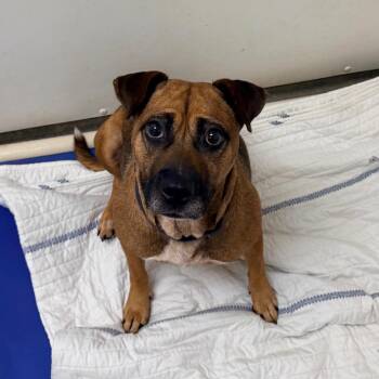 Eve -  Mixed Breed Dog for Adoption in Rocky Mount, Virginia - Eve | PetCurious