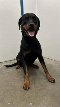 DARLING -  Rottweiler Dog for Adoption in Rosenberg, Texas - DARLING | PetCurious