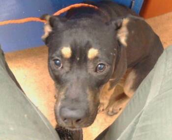 Rescue German Shepherd Dog and Doberman Pinscher Dogs for Adoption in Sacramento, California - JADE | PetCurious