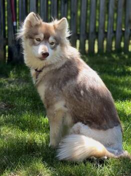 Heidi -  Siberian Husky Dog for Adoption in Odenton, Maryland - Heidi | PetCurious