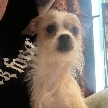 Chihuahua and Terrier Dogs Available for Adoption in Rockville, Maryland - Arnold | PetCurious