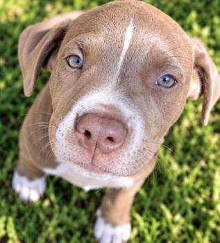 Oakley -  American Staffordshire Terrier Dog for Adoption in Conroe, Texas - Oakley | PetCurious