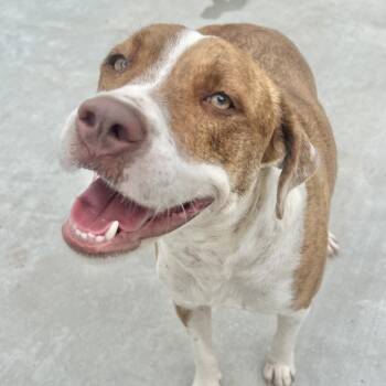 Rescue Pit Bull Terrier Dogs for Adoption in Parrish, Alabama - Evelyn | PetCurious