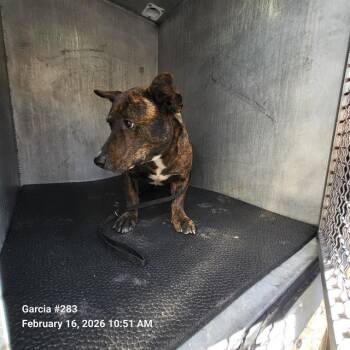 Labrador Retriever Dogs Available for Adoption - TAZ | PetCurious