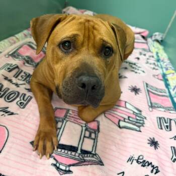 Halo -  Mixed Breed Dog for Adoption in Titusville, Florida - Halo | PetCurious