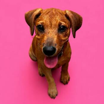 Daisy -  Labrador Retriever and Black Mouth Cur Dog for Adoption in Humble, Texas - Daisy | PetCurious