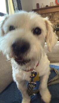 Antoni -  Terrier Dog for Adoption in Salt Lake City, Utah - Antoni | PetCurious