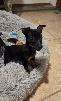 Snickers -  Chihuahua Dog for Adoption in Kannapolis, North Carolina - Snickers | PetCurious