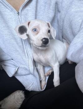 Beagle and Hound Dogs Available for Adoption in Bothell, Washington - Snow | PetCurious