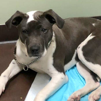 Bonnie -  Labrador Retriever Dog for Adoption in Phoenix, Arizona - Bonnie | PetCurious